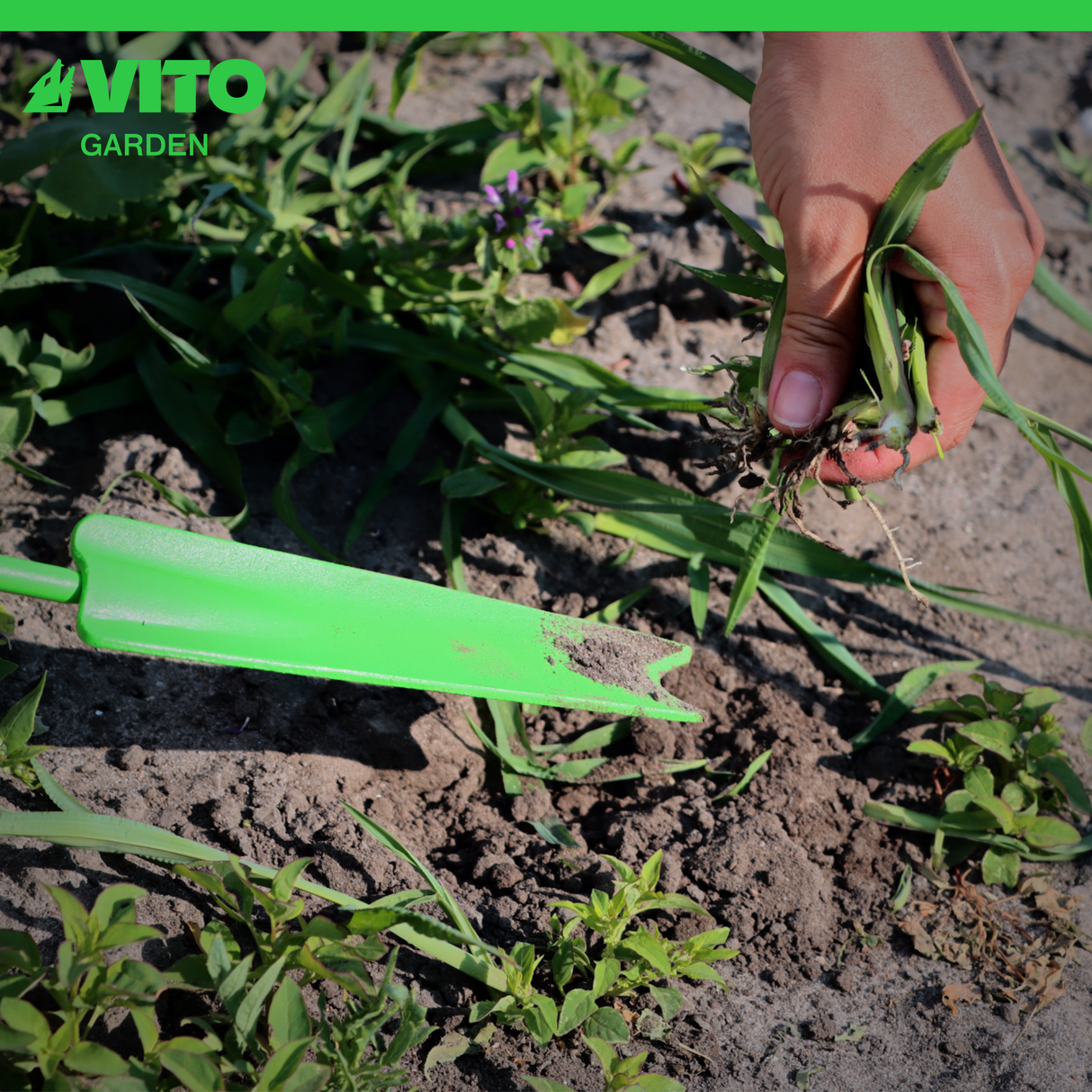 VITO Unkrautstecher aus Stahl - Handgeschmiedet, Buchenholzgriff